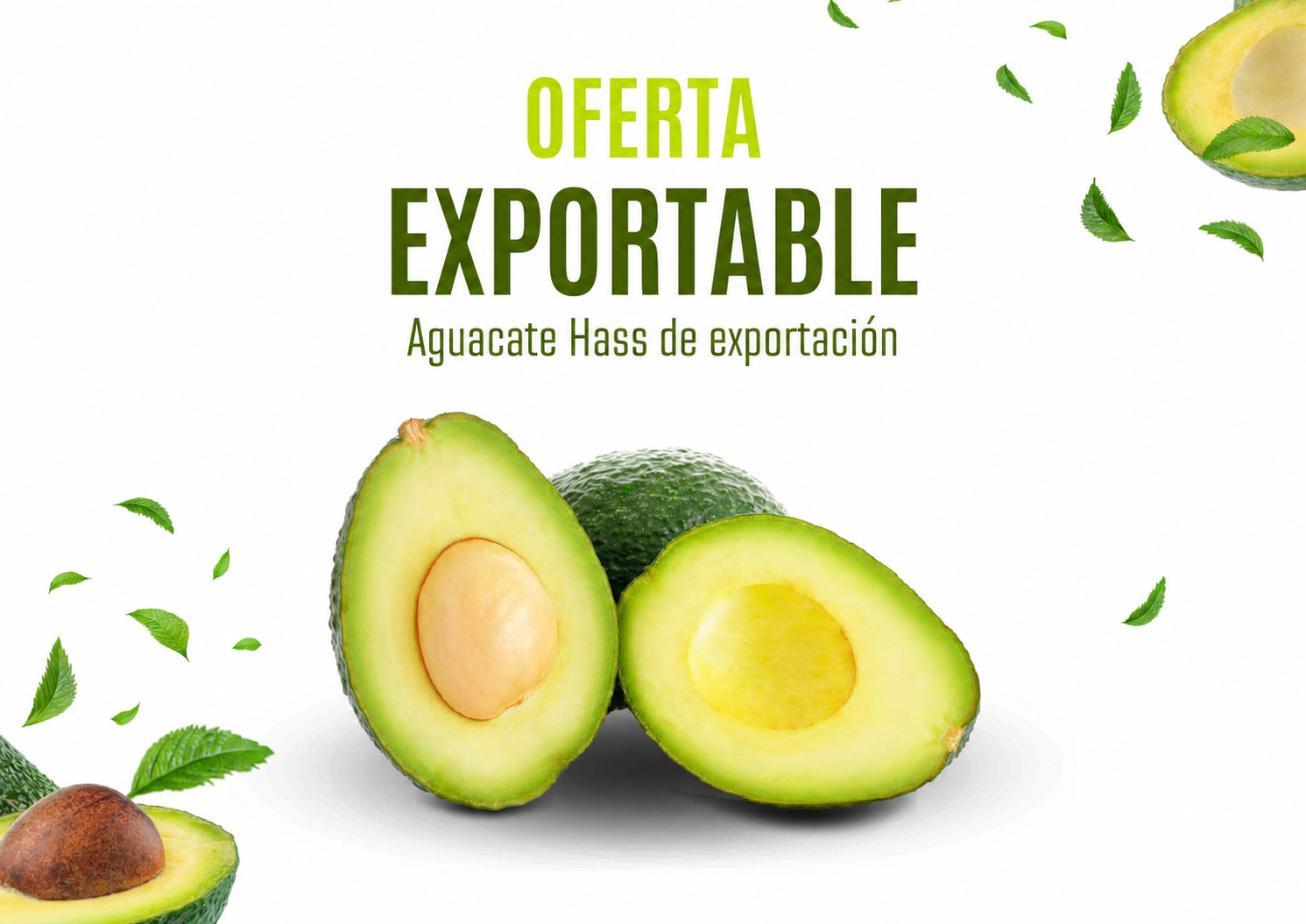 Oferta de Aguacate Hass de exportación
