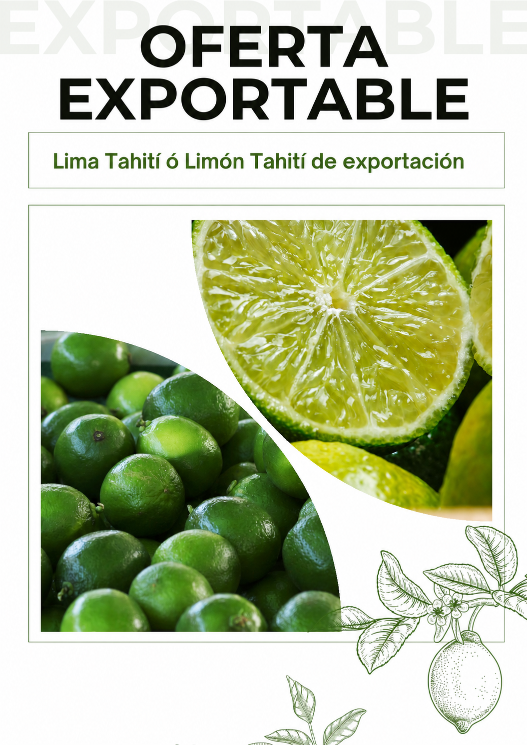 Oferta de Limón Tahití de exportación
